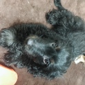 里親募集ミニチュアダックスとトイプードルのMIX犬