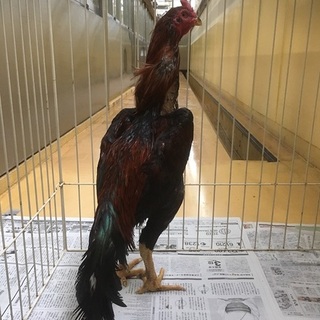 軍鶏（シャモ）さん