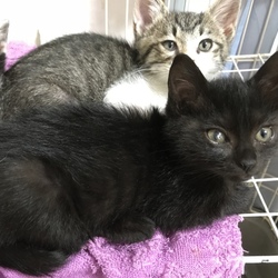 6月24日(日)に愛知県豊川市で譲渡会！