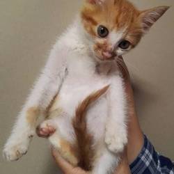 6月24日(日)に愛知県豊川市で譲渡会！ サムネイル2