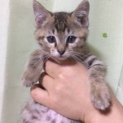 6月24日(日)に愛知県豊川市で譲渡会！ サムネイル3