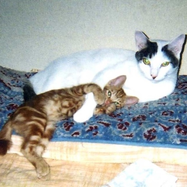 tiganbunのカバー写真