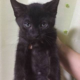 黒の男の子