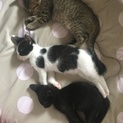 生後7週令のハチワレくんと黒猫くん