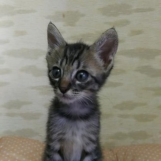 子猫キョロ君