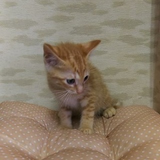 茶トラ チャー君