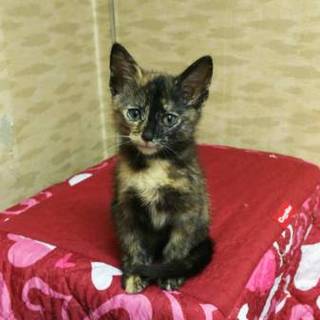 美しい模様 サリちゃん