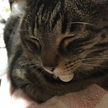 の写真