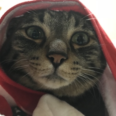 の写真