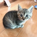 キジトラのメスの子猫