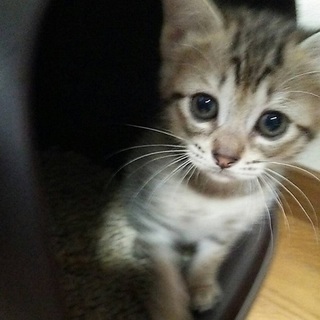 シマシマの女の子☆たか子ちゃん