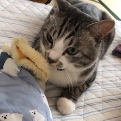 かまってちゃんです。