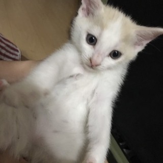 4月生まれの子猫♀茶白