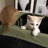 4月生まれの子猫♀茶白 サムネイル2
