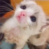 プロテクトあにまる(保護活動者)