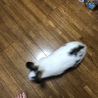 miyamiyakon