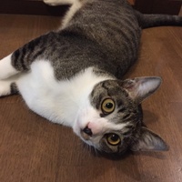 タット
