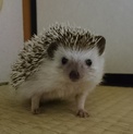 ハリネズミ 里親募集