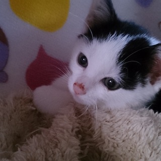 甘えたミカちゃん