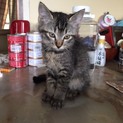 猫ちゃん☆4匹