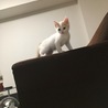 最初来た時は走るのも出来ないくらい小さかったのに今じゃソファに飛び乗る