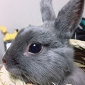 ぽんちゃん