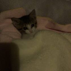 「おめでとう 特大うんち♪」サムネイル3