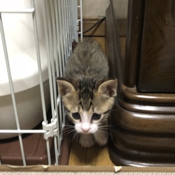 「おめでとう 特大うんち♪」サムネイル2