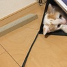 iPadの影からひょっこりはん