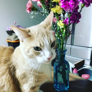 とても懐っこいマンチカンです