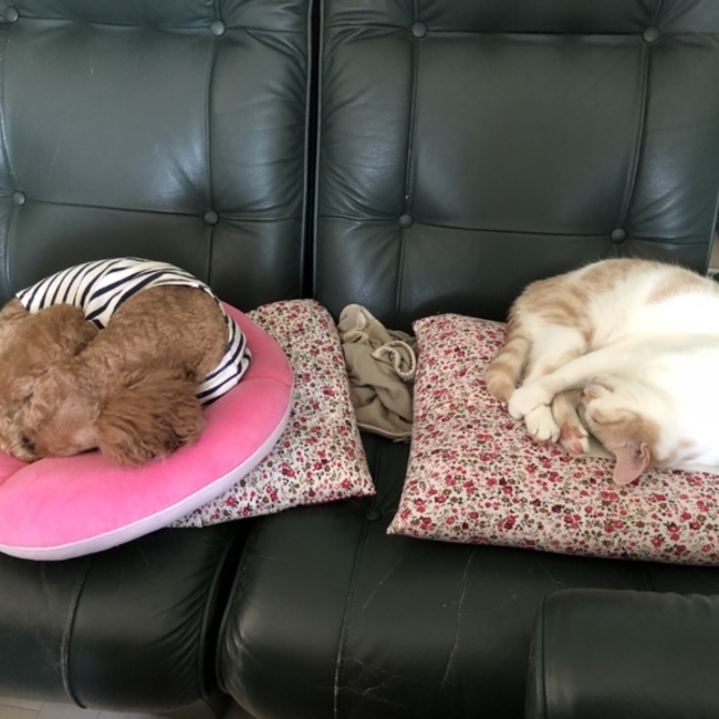 トモ のカバー写真