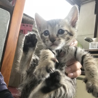 元気な可愛い子猫です(*^^*)