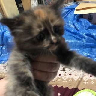 子猫の里親募集します。