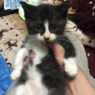 子猫の里親募集②
