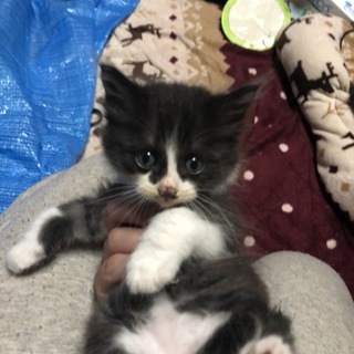 子猫の里親募集③