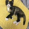 まな