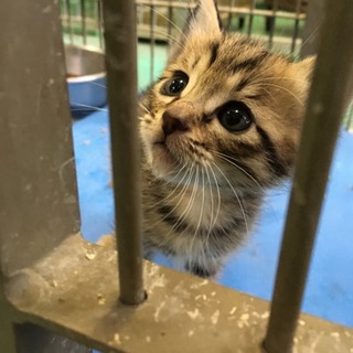 小さな仔猫が一匹だけで収容されました