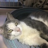 外で野良猫ちゃんがケンカをするので、鉢合わせした時は一瞬ゲージに確保します。