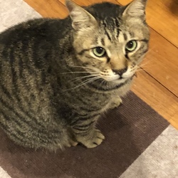 ニャー戦隊１号