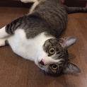 人懐っこい猫の里親募集