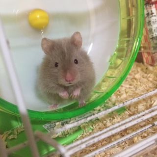 長毛ハムスター