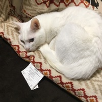雪