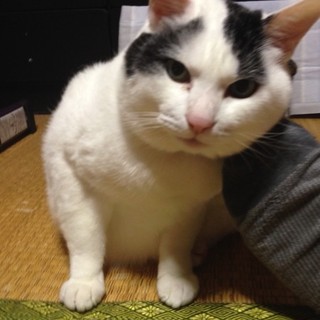 すりすり大好き太っちょ白黒にゃんこ♥️