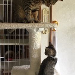 子猫ちゃん参上から一週間
