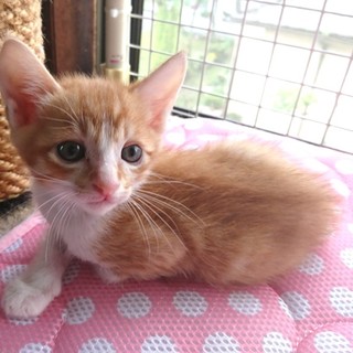 愛護センターから☆可愛いすぎる大家族