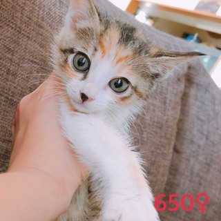 管理番号：OS−650