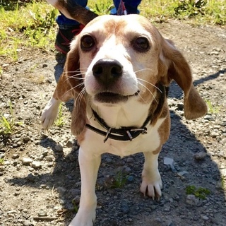 ［トライアル調整中になりました。］