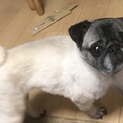 パグ里親募集
