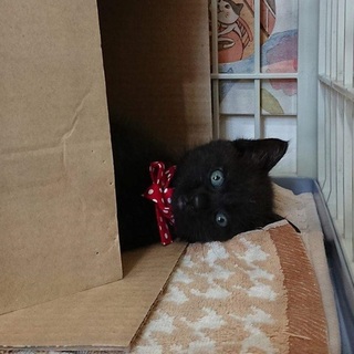 クマ顔のくろねこ「ジジたろう」里親様募集だニャン♪