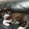 ☆決定☆とっても美猫な【パコちゃん】
